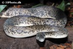 liasis mackloti savuensis savu python liasis mackloti savuensis savu python