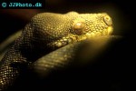 morelia viridis green tree python morelia viridis green tree python