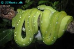 morelia viridis green tree python morelia viridis green tree python