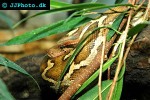 pyhton molurus pimbura ceylon python pyhton molurus pimbura ceylon python