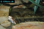 pyhton molurus pimbura ceylon python pyhton molurus pimbura ceylon python