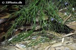 python curtus borneo short tailed python python curtus borneo short tailed python