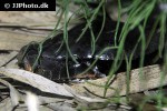 python curtus borneo short tailed python python curtus borneo short tailed python