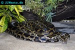 python molurus bivittatus burmese python python molurus bivittatus burmese python