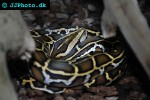 python molurus bivittatus burmese python python molurus bivittatus burmese python