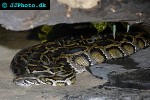 python molurus bivittatus burmese python python molurus bivittatus burmese python