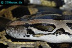 python molurus bivittatus burmese python python molurus bivittatus burmese python