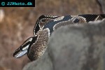 python regius ball python python regius ball python
