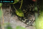 python regius ball python python regius ball python