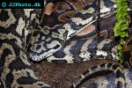 python regius ball python python regius ball python