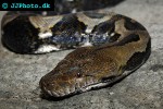 python reticulatus reticulated python python reticulatus reticulated python