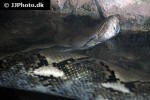 python reticulatus reticulated python python reticulatus reticulated python