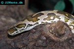 python sabae african rock python python sabae african rock python