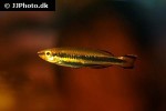 bedotia madagascariensis bedotia madagascariensis