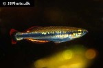 bedotia madagascariensis bedotia madagascariensis