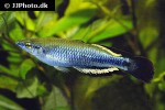 bedotia madagascariensis bedotia madagascariensis