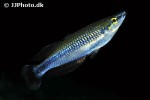 bedotia madagascariensis bedotia madagascariensis