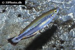 bedotia madagascariensis bedotia madagascariensis