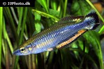 bedotia madagascariensis bedotia madagascariensis