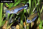 bedotia madagascariensis bedotia madagascariensis
