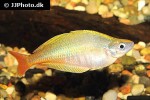 chilatherina bleheri chilatherina bleheri