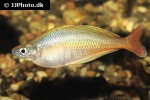 chilatherina bleheri chilatherina bleheri