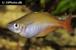 chilatherina bleheri chilatherina bleheri