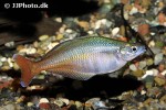 chilatherina bleheri chilatherina bleheri