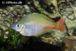 chilatherina bleheri chilatherina bleheri