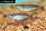 chilatherina fasciata chilatherina fasciata