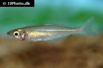 chilatherina fasciata chilatherina fasciata