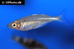 chilatherina fasciata chilatherina fasciata