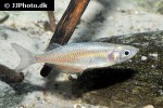 chilatherina sentaniensis chilatherina sentaniensis