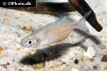 chilatherina sentaniensis chilatherina sentaniensis