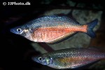 chilatherina sentaniensis chilatherina sentaniensis
