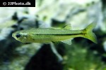 craterocephalus nouhuysi craterocephalus nouhuysi