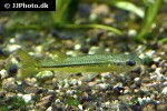 craterocephalus nouhuysi craterocephalus nouhuysi