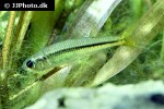 craterocephalus nouhuysi craterocephalus nouhuysi