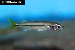 craterocephalus randi craterocephalus randi