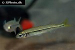 craterocephalus randi craterocephalus randi