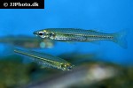 craterocephalus stercusmuscarum craterocephalus stercusmuscarum