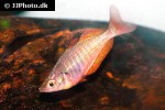 glossolepis dorityi glossolepis dorityi