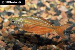 glossolepis dorityi glossolepis dorityi
