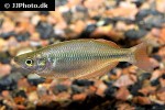 glossolepis dorityi glossolepis dorityi