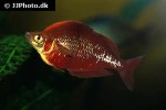 glossolepis incisa glossolepis incisa