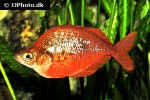 glossolepis incisa glossolepis incisa