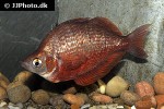 glossolepis incisa glossolepis incisa