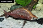 glossolepis incisa glossolepis incisa