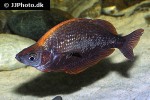 glossolepis incisa glossolepis incisa