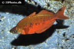 glossolepis incisa glossolepis incisa